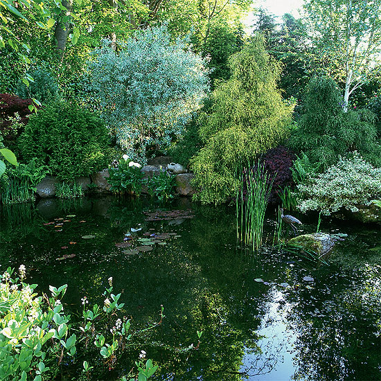 Mature pond Mature pond | garden ideas | image