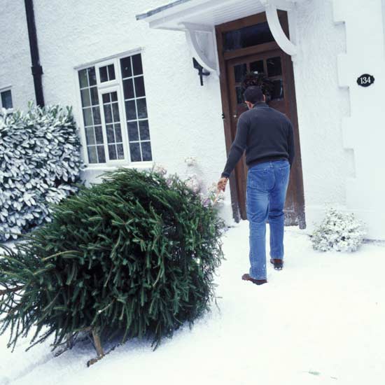 Check out our essential guide to buying a Christmas tree