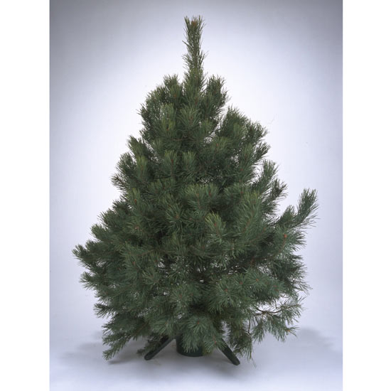 nordman christmas tree how to choose the perfect nordman christmas tree how to choose the perfect