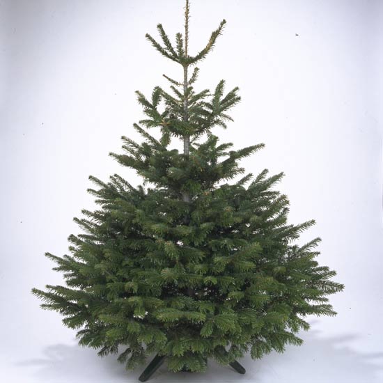scots pine christmas tree how to choose the perfect scots pine christmas tree how to choose the perfect