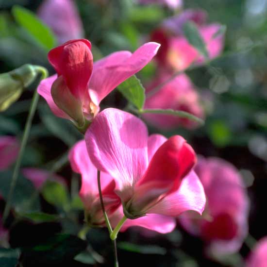 Get garden advice all year round