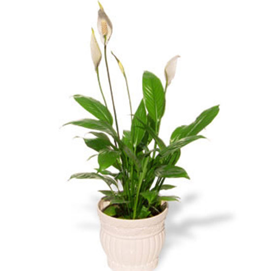 Indoor plants | House plants | Plants | PHOTO GALLERY | Housetohome.co.uk