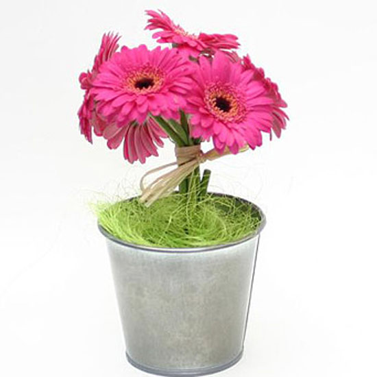 Indoor plants | House plants | Plants | PHOTO GALLERY | Housetohome.co.uk
