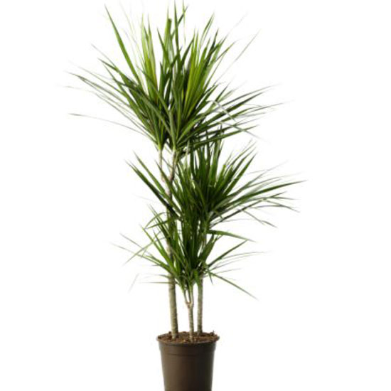 Indoor plants | House plants | Plants | PHOTO GALLERY | Housetohome.co.uk