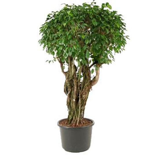 Indoor plants | House plants | Plants | PHOTO GALLERY | Housetohome.co.uk