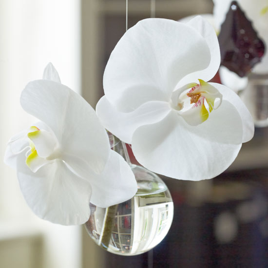 Flowers | Decorating ideas from a London town house | Decorating inspiration | PHOTO GALLERY | Housetohome.co.uk