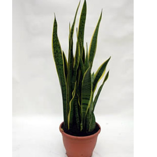 Buy Snake Plant Uk