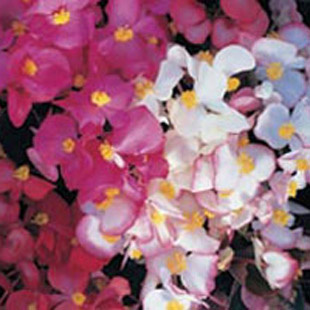 Indoor plants | House plants | Plants | PHOTO GALLERY | Housetohome.co.uk