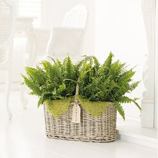 Indoor plants | House plants | Plants | PHOTO GALLERY | Housetohome.co.uk