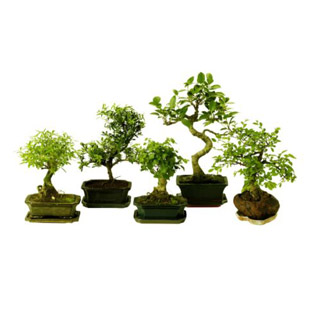 Indoor plants | House plants | Plants | PHOTO GALLERY | Housetohome.co.uk