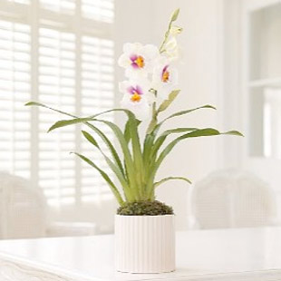 Indoor plants | House plants | Plants | PHOTO GALLERY | Housetohome.co.uk