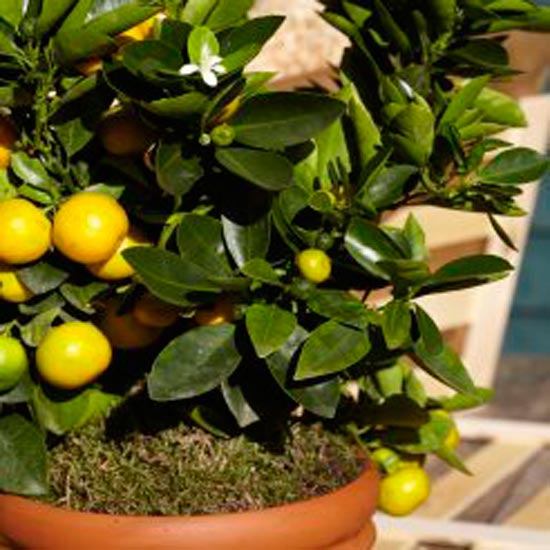 The Orange Crate from The Gluttonous Gardener Orange tree | colourful conservatory buys | conservatory ideas | PHOTO GALLERY | Housetohome