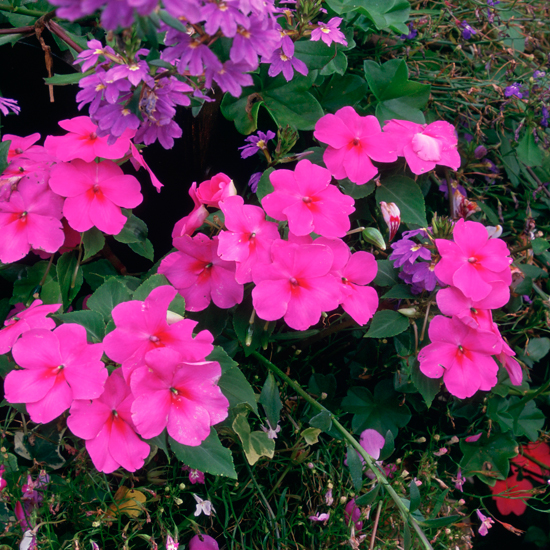 10 best flowers for hanging baskets
