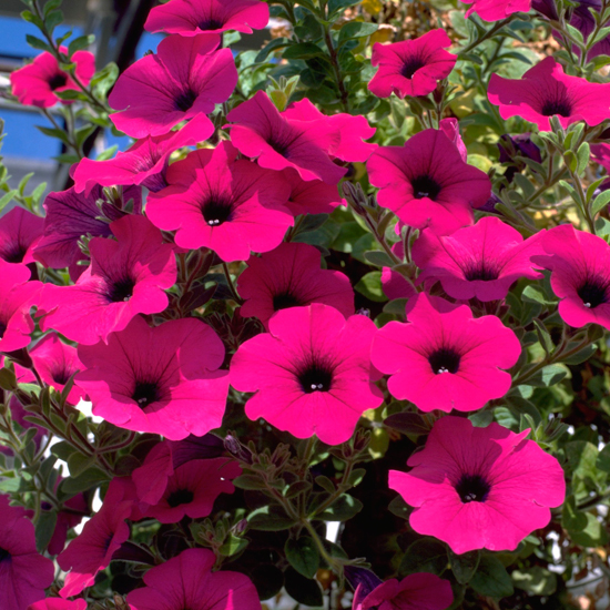 petunias hanging basket flowers 10 best housetohome co uk petunias hanging basket flowers 10 best housetohome co uk