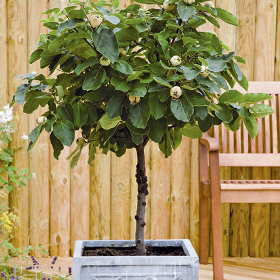 Get fruit all summer long from a smart citrus tree