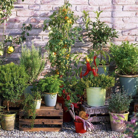 Spice up summer salads with homegrown chillies and fragrant herbs