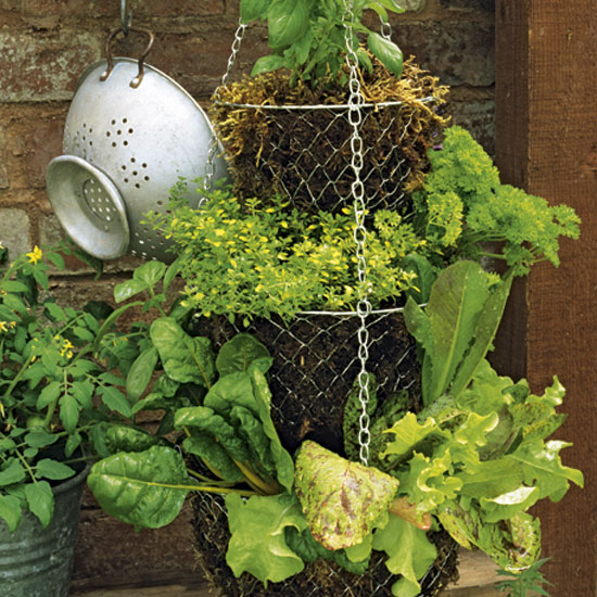 Grow salad leaves in hanging baskets
