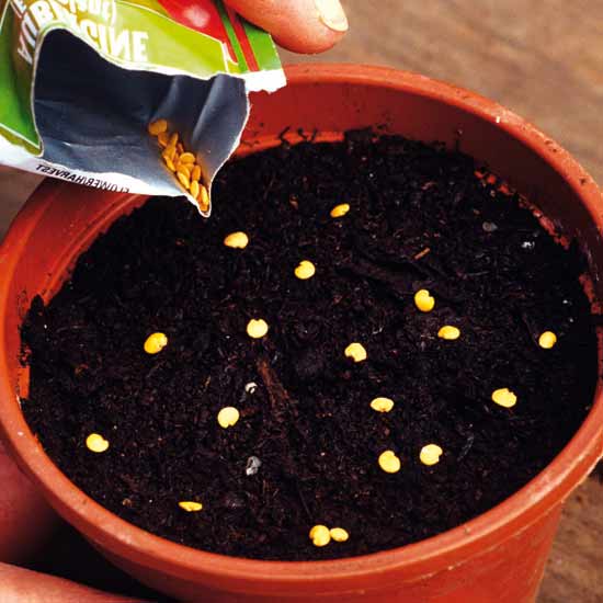 Peas grow really well in pots