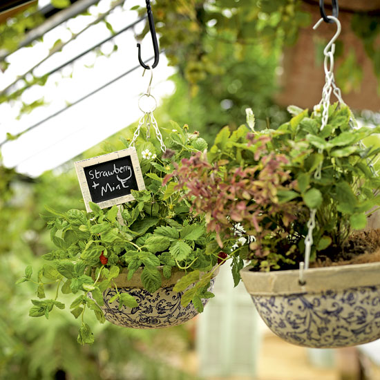 How to grow your own | Gardening Advice | Garden | PHOTO GALLERY | Country Homes & Interiors | Housetohome