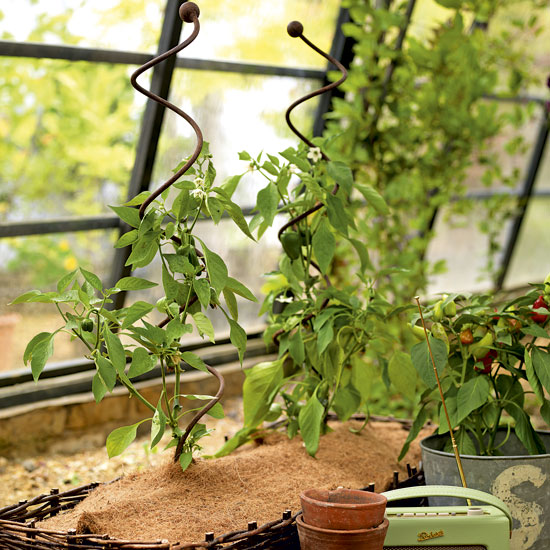 How to grow your own | Gardening Advice | Garden | PHOTO GALLERY | Country Homes & Interiors | Housetohome