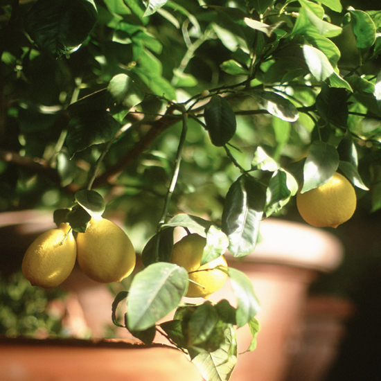 The lemon tree was brought to Europe in the 16th century, but the plant's origin remains a mystery