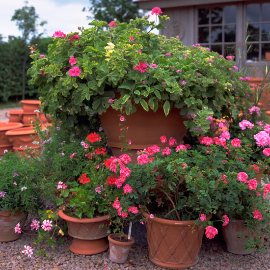 Expert Sui Kee Searle answers your planting questions