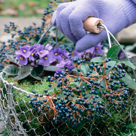 10 things to do in the garden in February