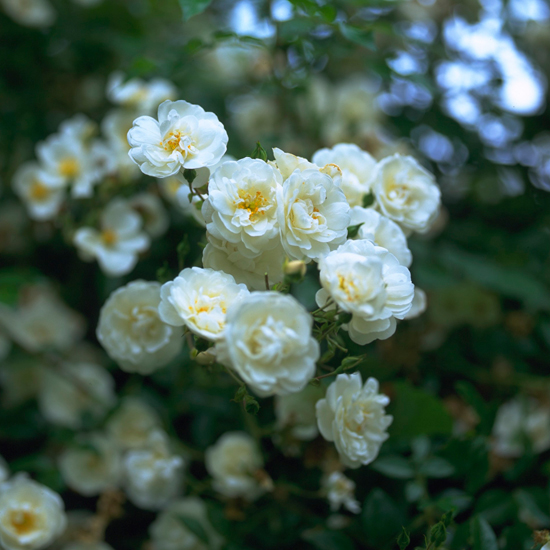 Add scented roses Add scented roses | garden ideas | PHOTO GALLERY | Housetohome