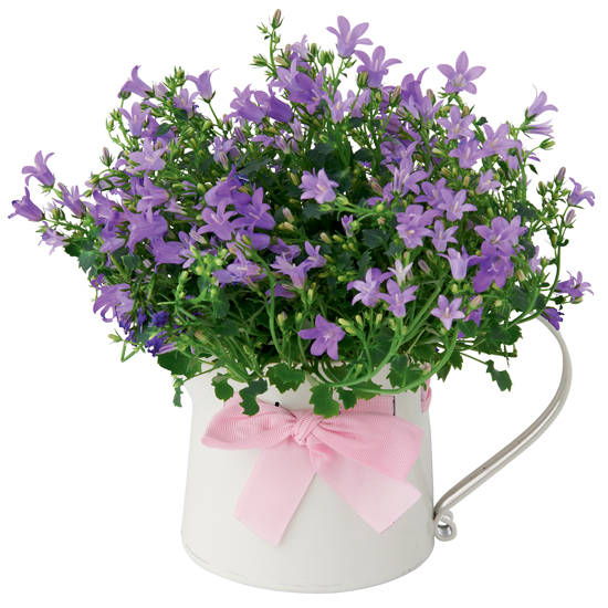 Campanula Jug from Marks and Spencer Campanula Jug from Marks and Spencer | Mothers Day gift ideas | Mothers Day 2012 | Housetohome