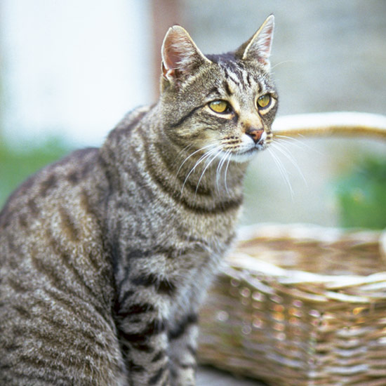 Orange and lemon peel are said to deter cats from gardens