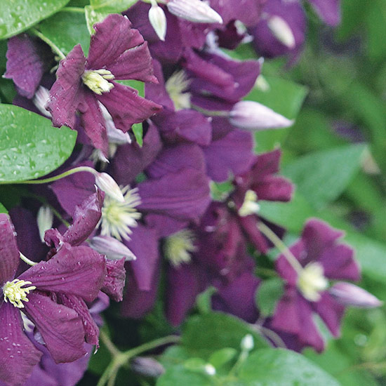 Clematis 'Etoile Violette' produces deep purple flowers from July to September
