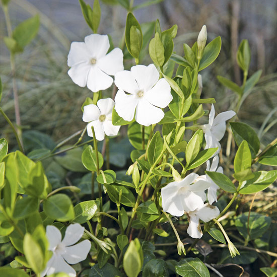 Vinca minor ‘Gertrude Jekyll' is low maintenance and will help prevent weeds