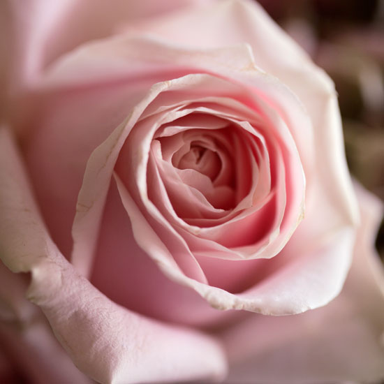 Create a pretty bouquet Seasonal cut flowers housetohome.co.uk