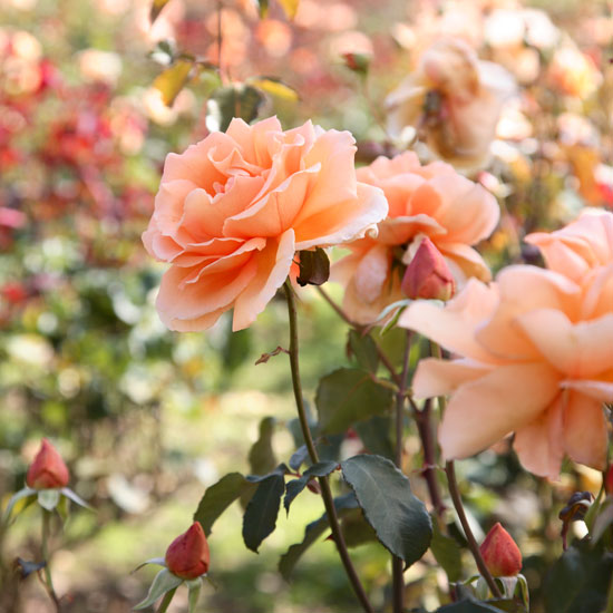 In season: cut flowers