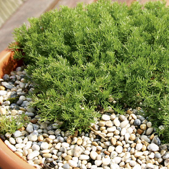 &lsquo;Treneague' is good for growing as a lawn.