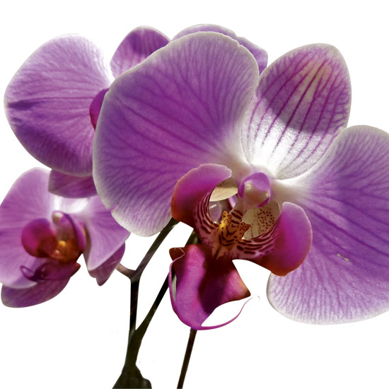 Orchids need light and warmth to survive