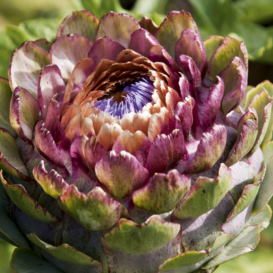 Cynara cardunculus are easy to grow and make a striking architectural feature for a border