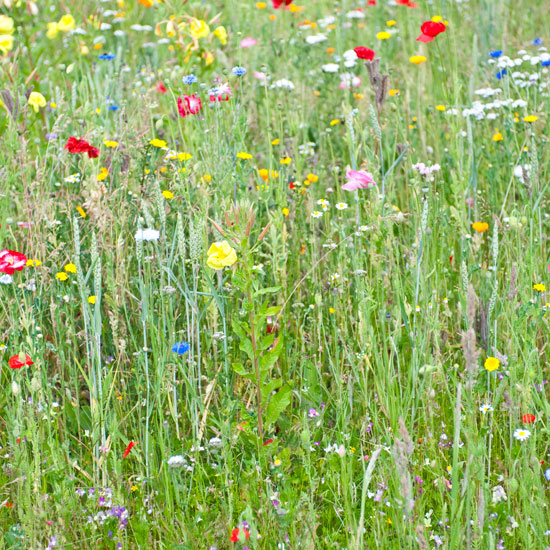 Go wild with seeds Go wild with seeds | garden | country | Country Homes & Interiors