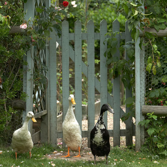 Paint the fence and gate Paint the fence and gate | garden | country | Country Homes & Interiors