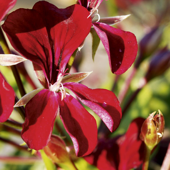 Keep plants such as pelargoniums in a well-drained soil to prevent rotting