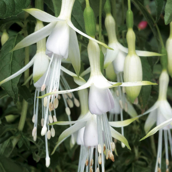 Fuchsia ‘Hawkshead' can survive outside in a sheltered position