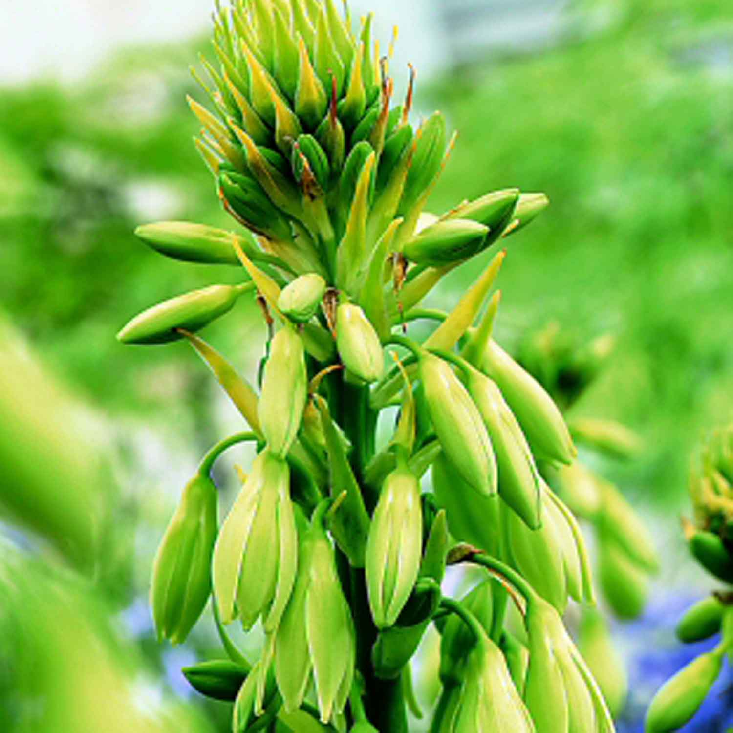 Summer-flowering bulbs | Jobs to do in the garden in April | Garden | Homes & Gardens