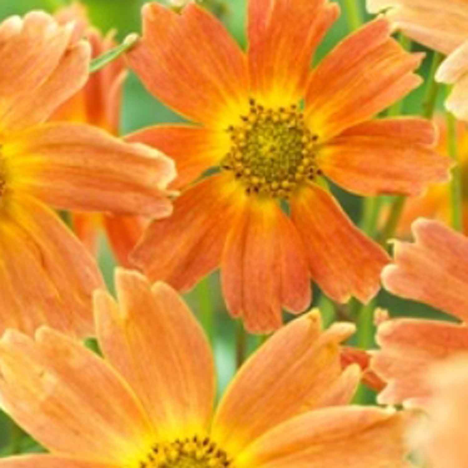 Annuals and perennials | Jobs to do in the garden in April | Garden | Homes & Gardens