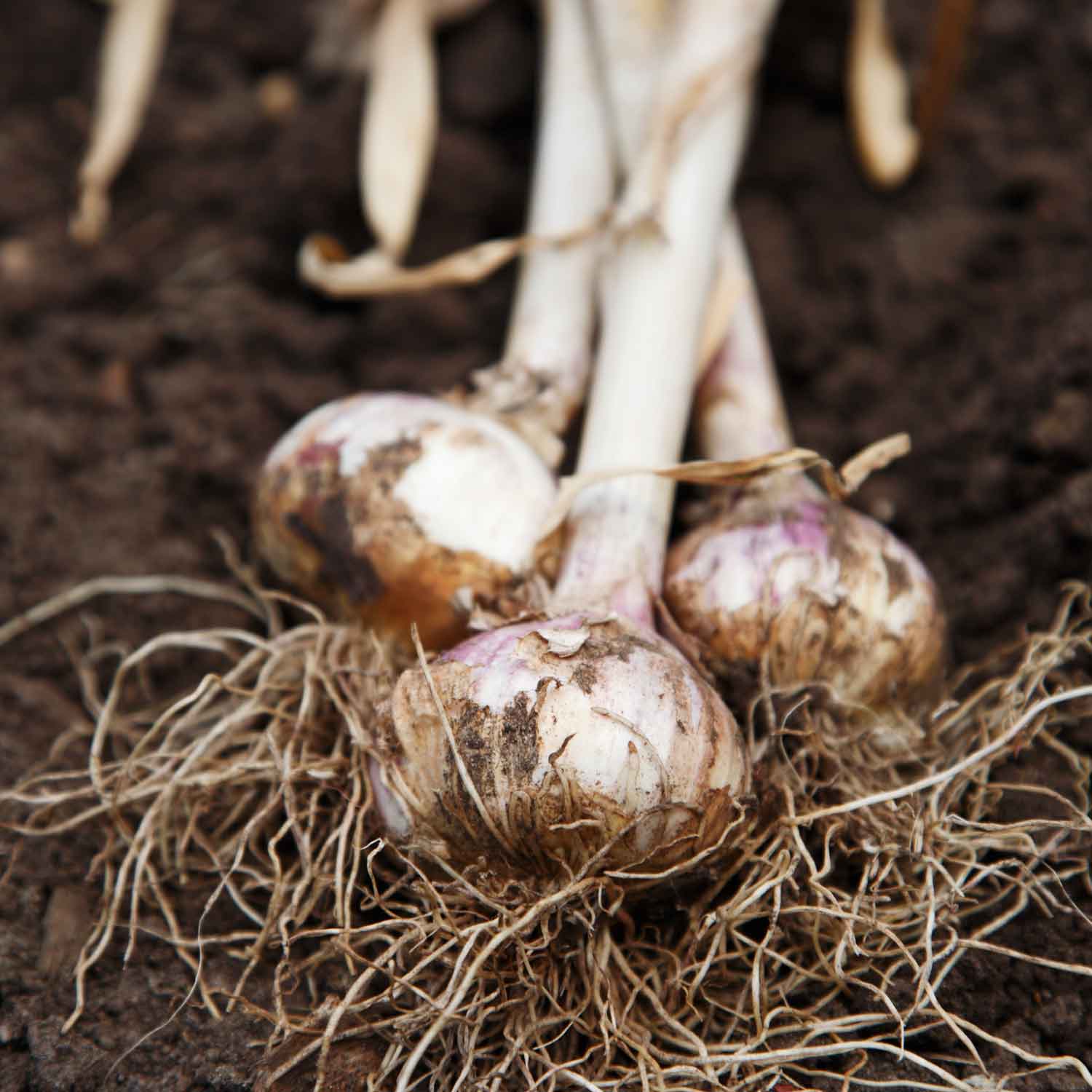 Plant garlic | Jobs to do in the garden in April | Garden | Homes & Gardens