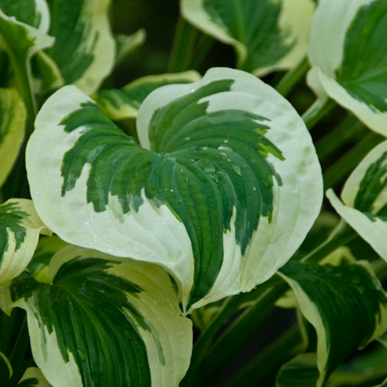 Garden with ease | Hostas | In season | Garden idea | Homes & Gardens | Housetohome | PHOTOGALLERY
