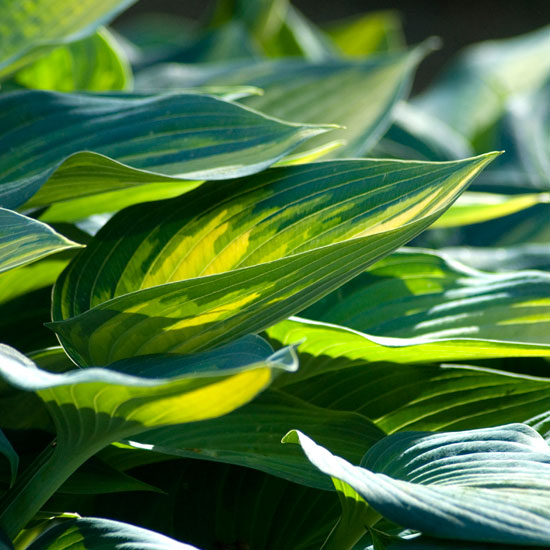 Add colour to the garden | Hostas | In season | Garden idea | Homes & Gardens | Housetohome | PHOTOGALLERY