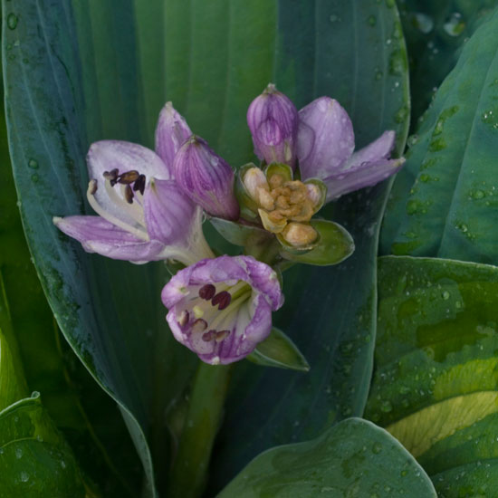 Create a beautiful display | Hostas | In season | Garden idea | Homes & Gardens | Housetohome | PHOTOGALLERY