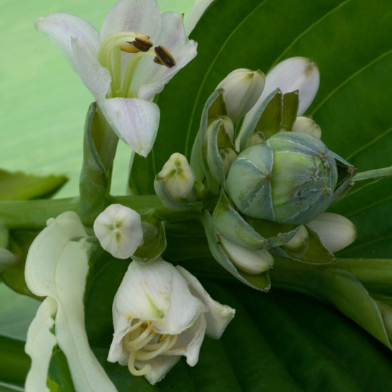 Opt for a hard-wearing variety | Hostas | In season | Garden idea | Homes & Gardens | Housetohome | PHOTOGALLERY