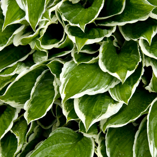 Gain new plants for free | Hostas | In season | Garden idea | Homes & Gardens | Housetohome | PHOTOGALLERY