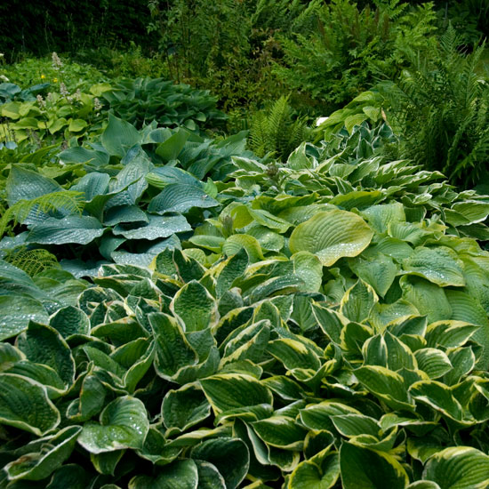 Create an assorted border | Hostas | In season | Garden idea | Homes & Gardens | Housetohome | PHOTOGALLERY